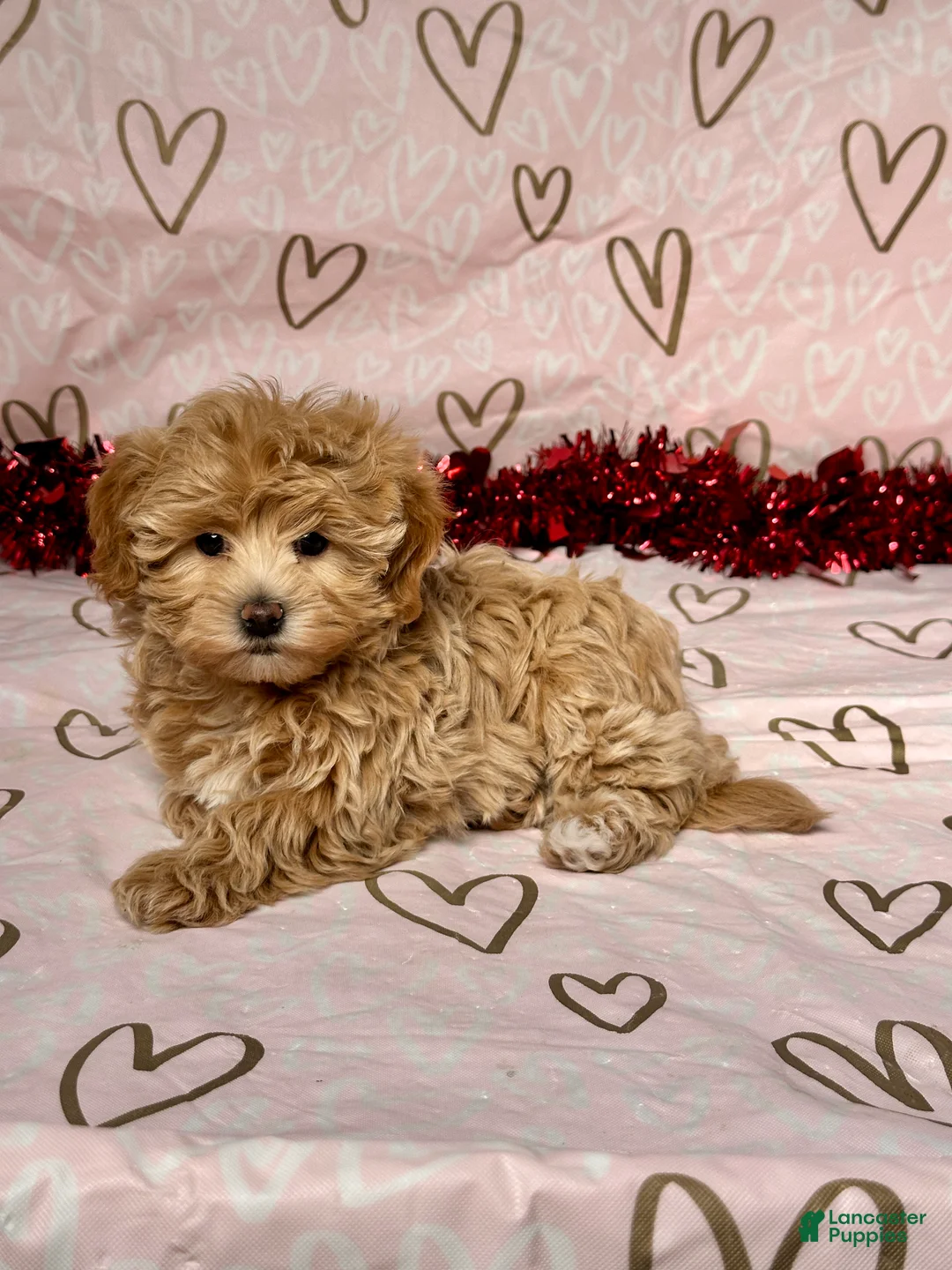 Maltipoo dogs for sale: Skye - Ad 4