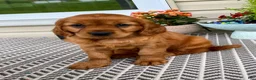 Miniature Golden Retriever dogs for sale: Marley - Ad 5