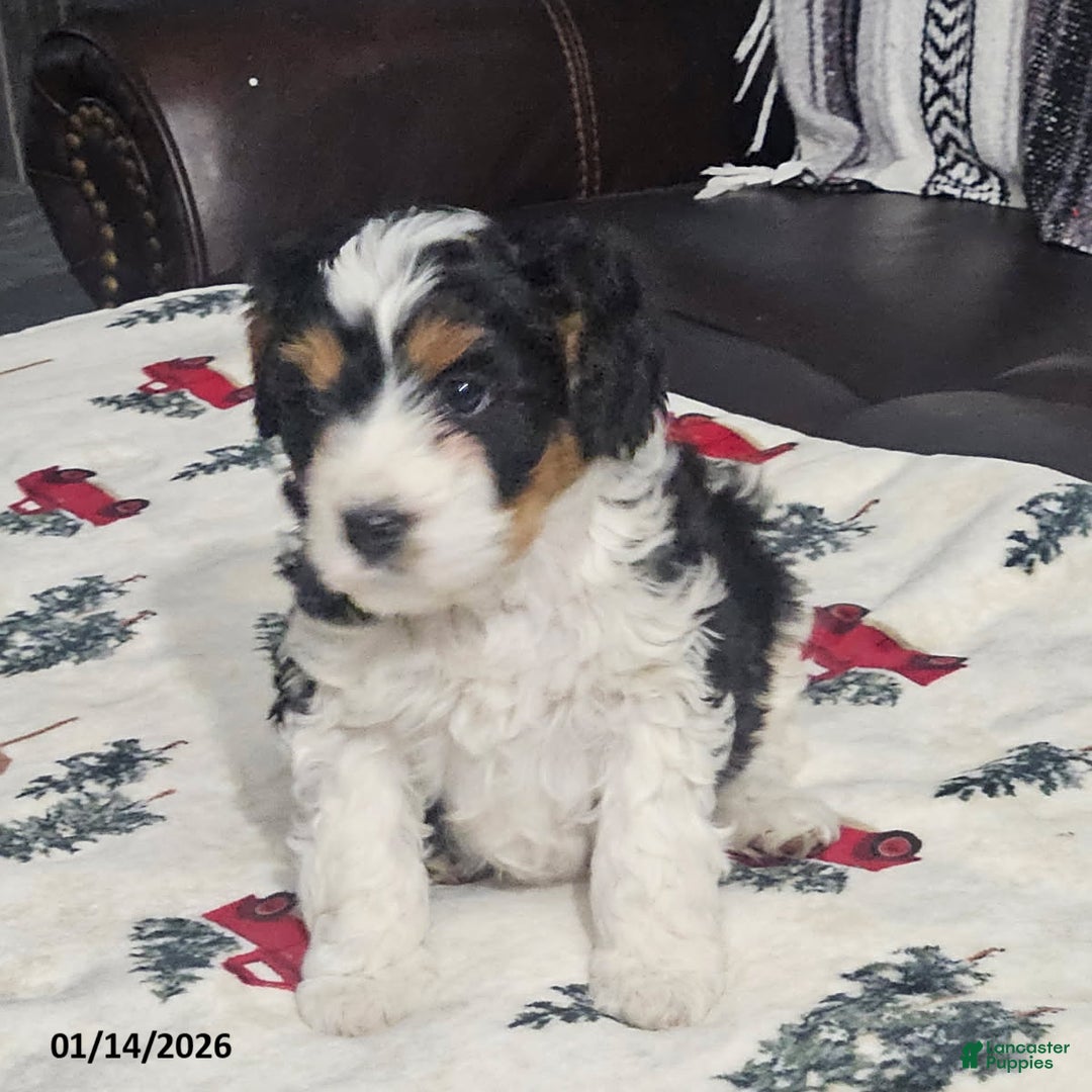 Cavapoo dogs for sale: Spot - Ad 3