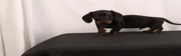 Dachshund dogs for sale: Lenard - Ad 6