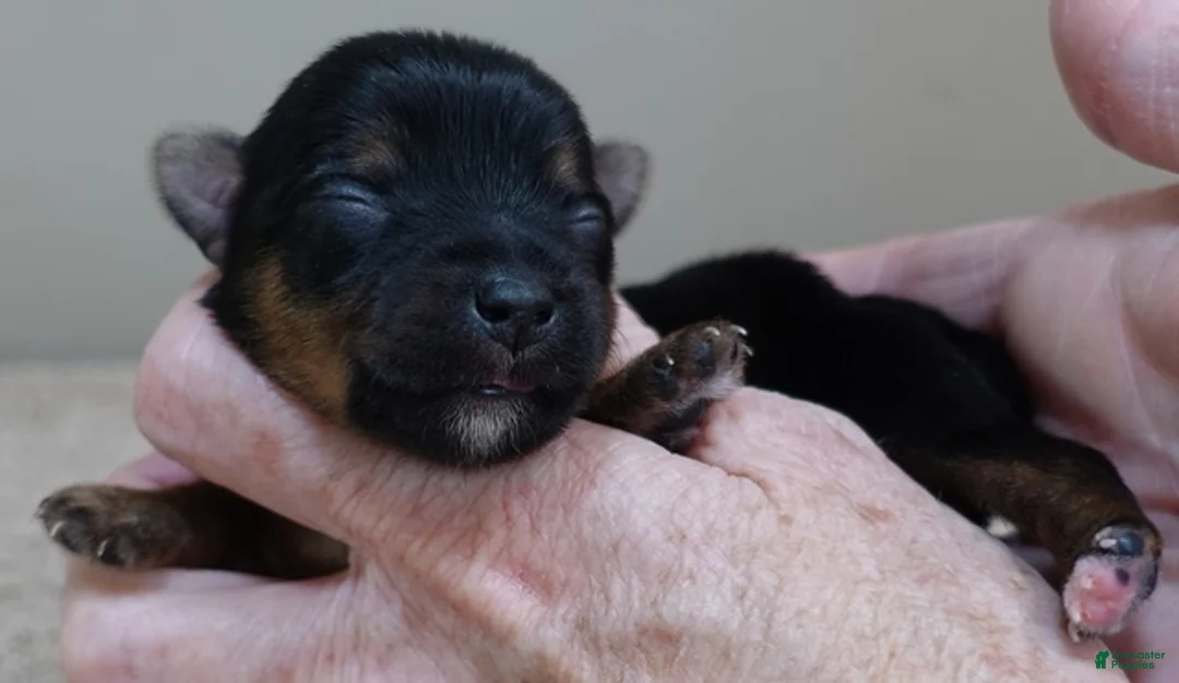 Yorkshire Terrier dogs for sale: Fern  - Ad 6