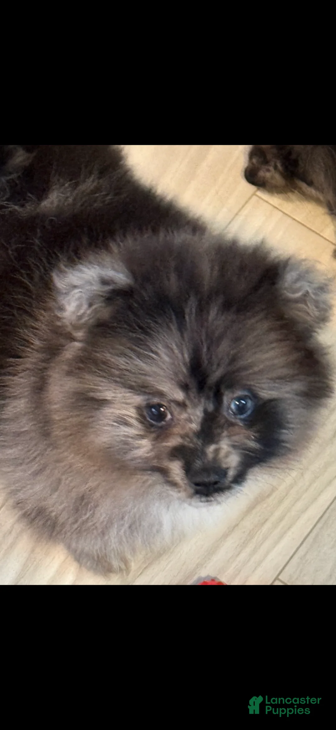 Pomeranian dogs for sale: Waylon  - Ad 2