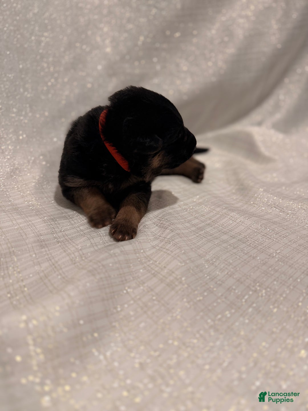 German Shepherd dogs for sale: German Shepherd Puppy 1 - Ad 6