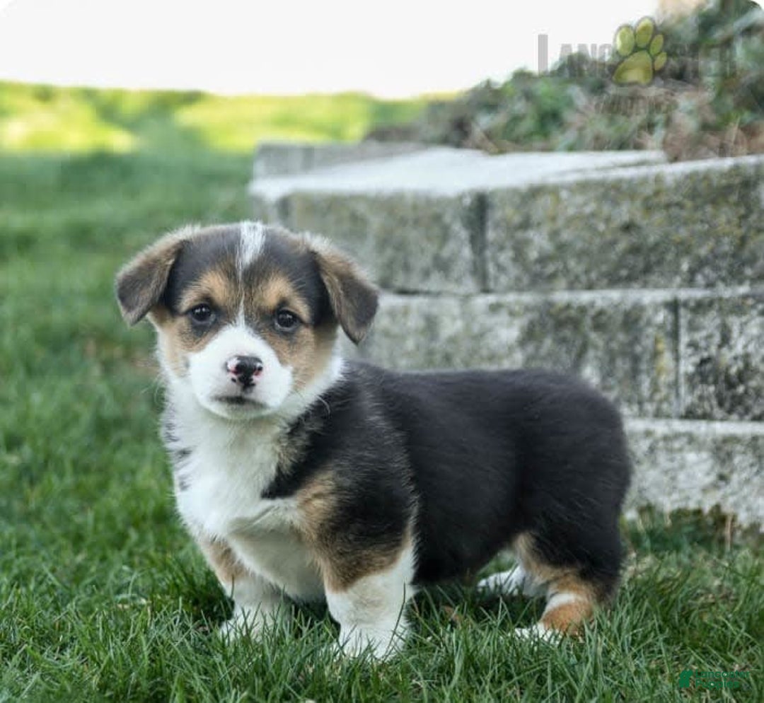 Gallery Image {{count}}