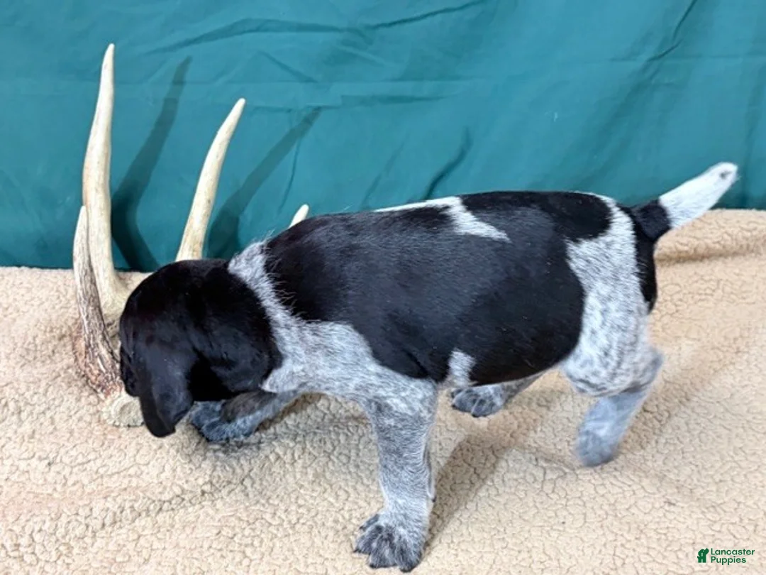 German Shorthaired Pointer dogs for sale: GSP male Micky - Ad 1
