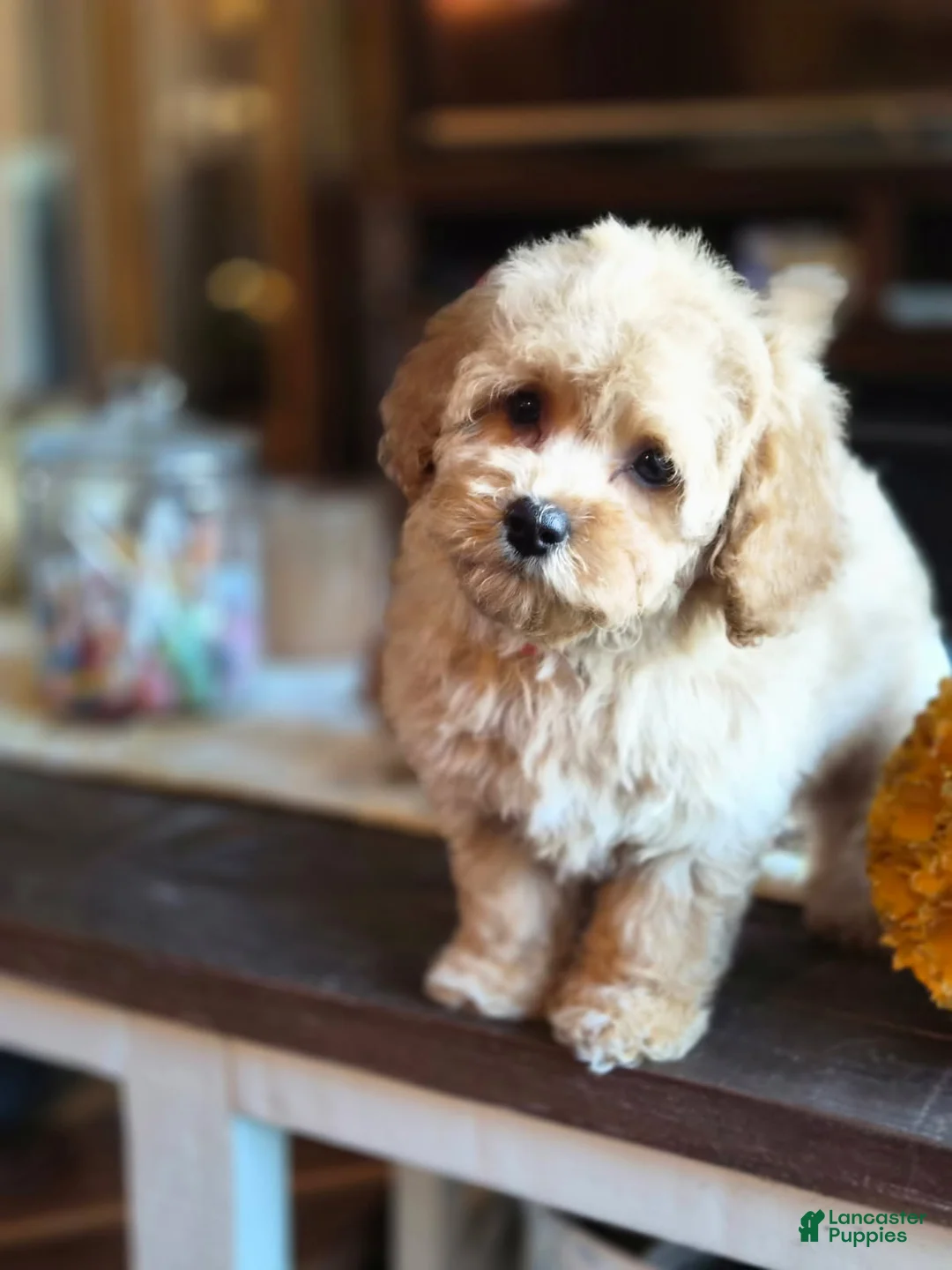 Maltipoo dogs for sale: Bruno - Ad 2