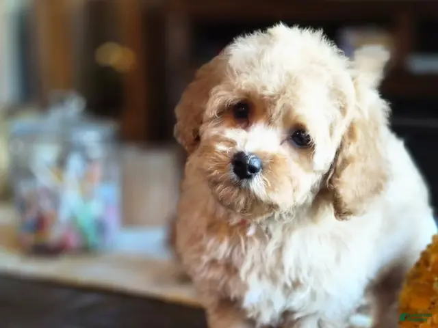 Maltipoo dogs for sale: Bruno - Ad 2