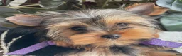 Yorkshire Terrier dogs for sale: Tucker - Ad 10