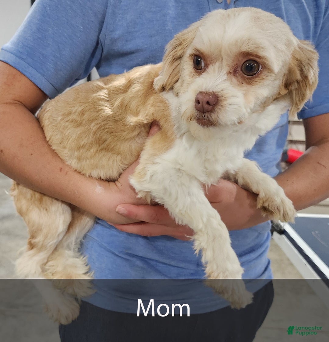 Havapoo dogs for sale: Buddy - Ad 7