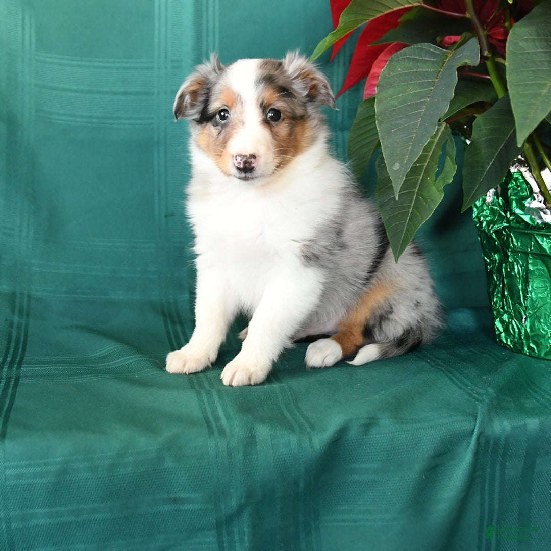 Shetland Sheepdog dogs for sale: Merle - Ad 1