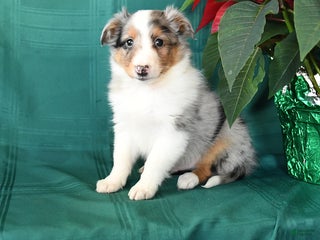 Shetland Sheepdog dogs Merle - Ad 26