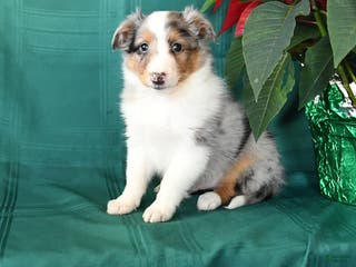 Shetland Sheepdog dogs Merle - Ad 10