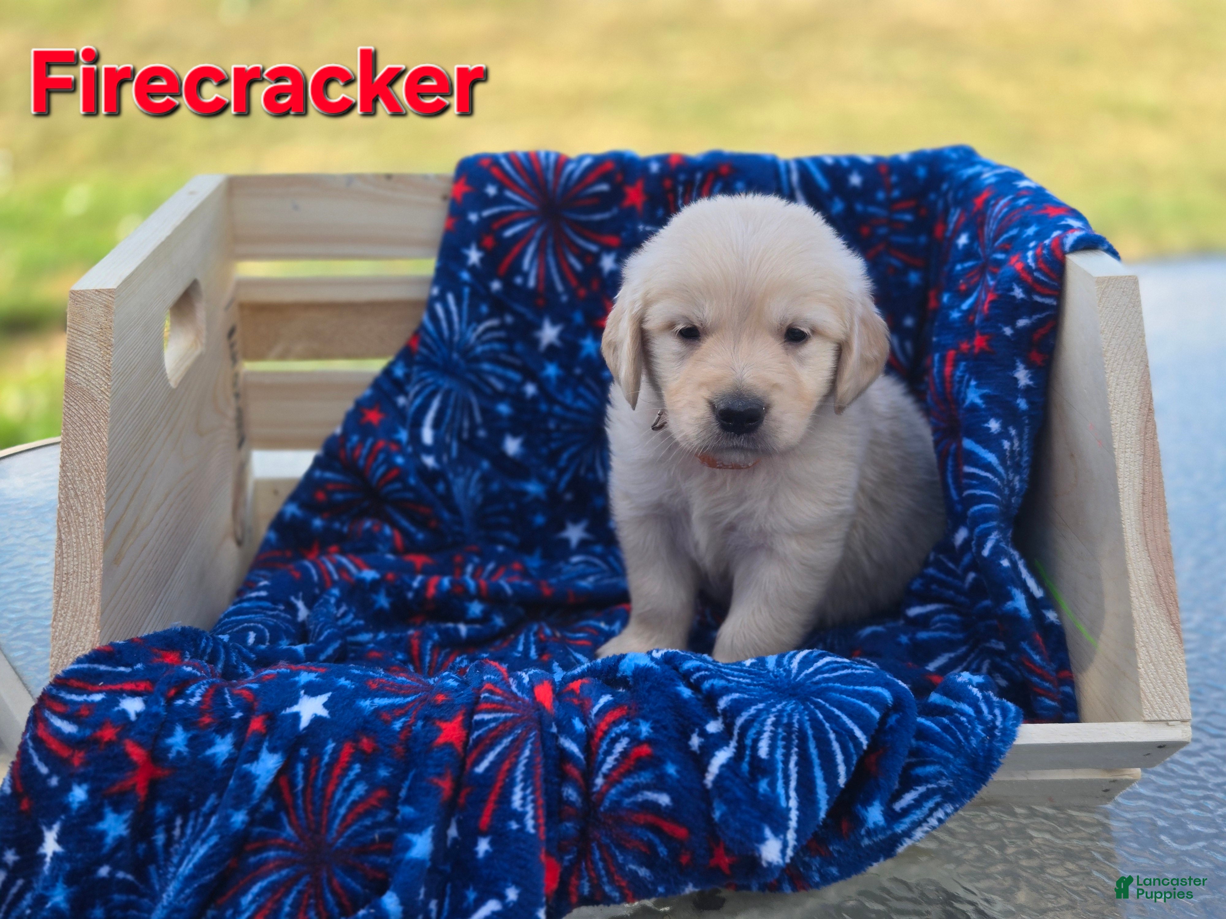 Golden Retriever dogs Golden Retriever 3 - Ad 37