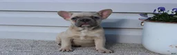 French Bulldog dogs for sale: Angie - Ad 2
