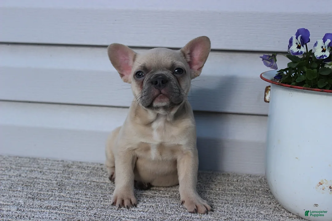 French Bulldog dogs for sale: Angie - Ad 2