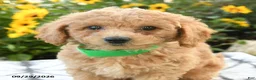 Bichpoo dogs for sale: Adley - Ad 4