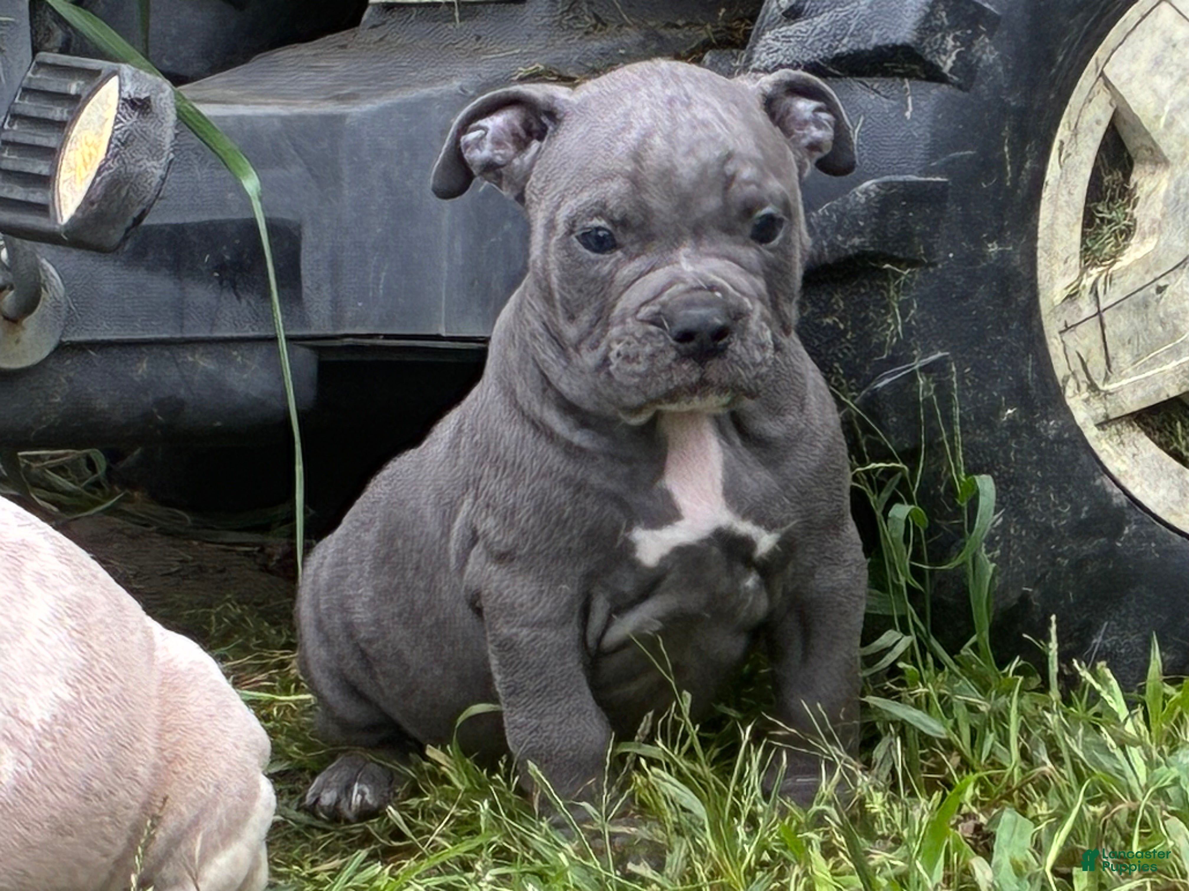 Olde English Bulldogge