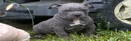 Olde English Bulldogge dogs for sale: Olde English Bulldogge 8 - Ad 3
