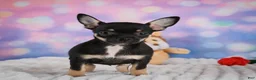 Chihuahua dogs for sale: Boone - Ad 3