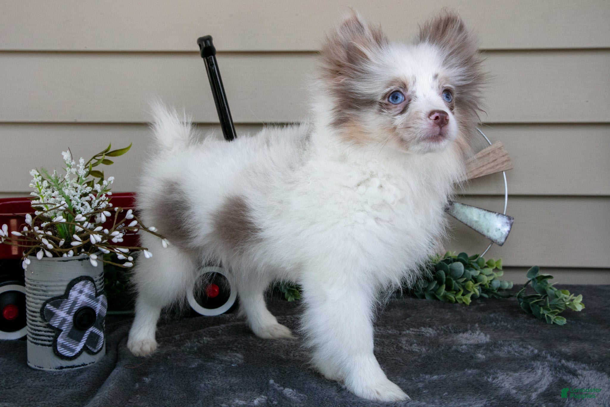 Pomeranian dogs Ivy - Ad 1