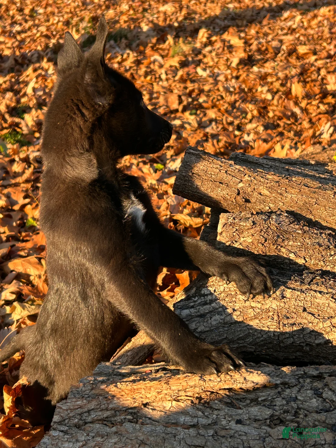 Belgian Malinois dogs for sale: Harley - Ad 3