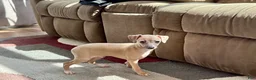 Italian Greyhound dogs for sale: Italian Greyhound male 2 Fawn  - Ad 5