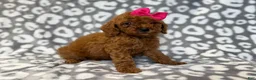Cavapoo dogs for sale: Lottie - Ad 4