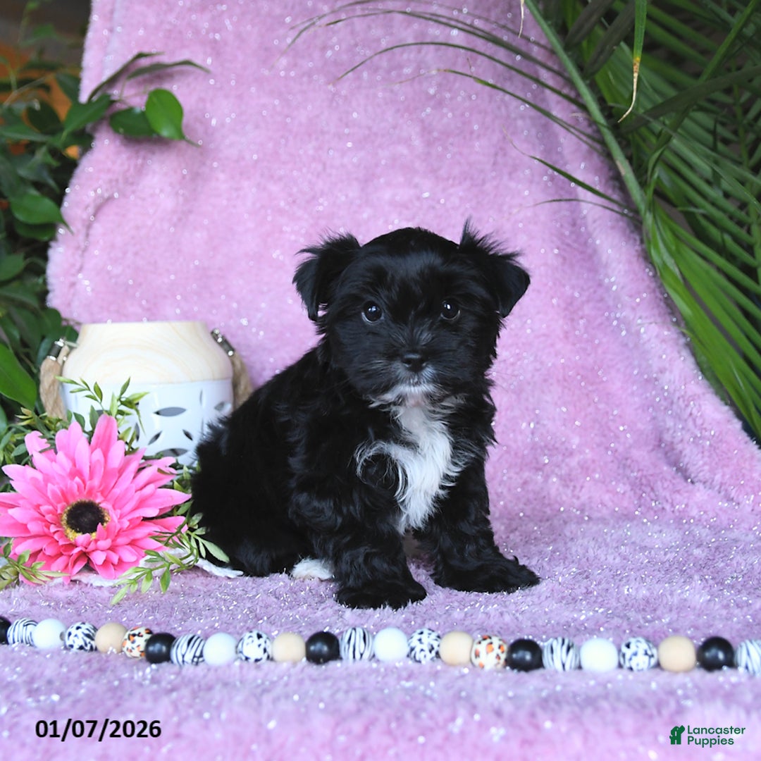 Yorkshire Terrier dogs for sale: Nolea - Ad 1