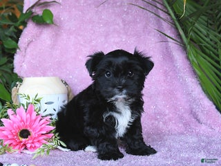 Yorkshire Terrier dogs Nolea - Ad 16