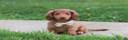Miniature Dachshund dogs for sale: Grace - Ad 2