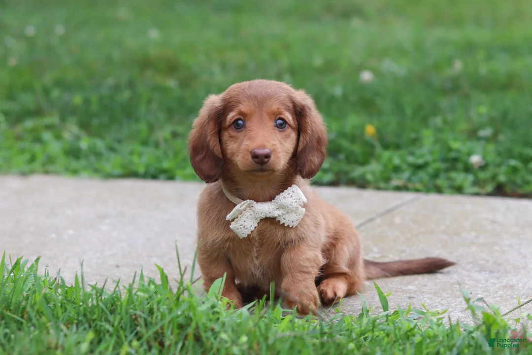 Miniature Dachshund dogs for sale: Grace - Ad 2