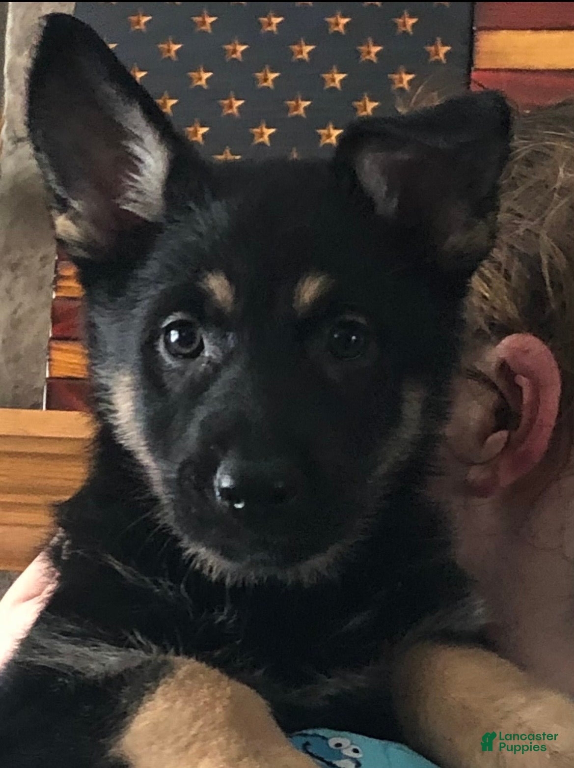 German Shepherd dogs German Shepherd 1 - Ad 1