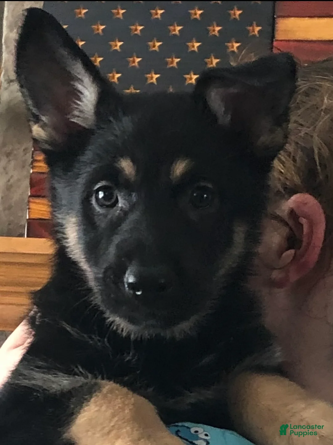 German Shepherd dogs for sale: German Shepherd 1 - Ad 1