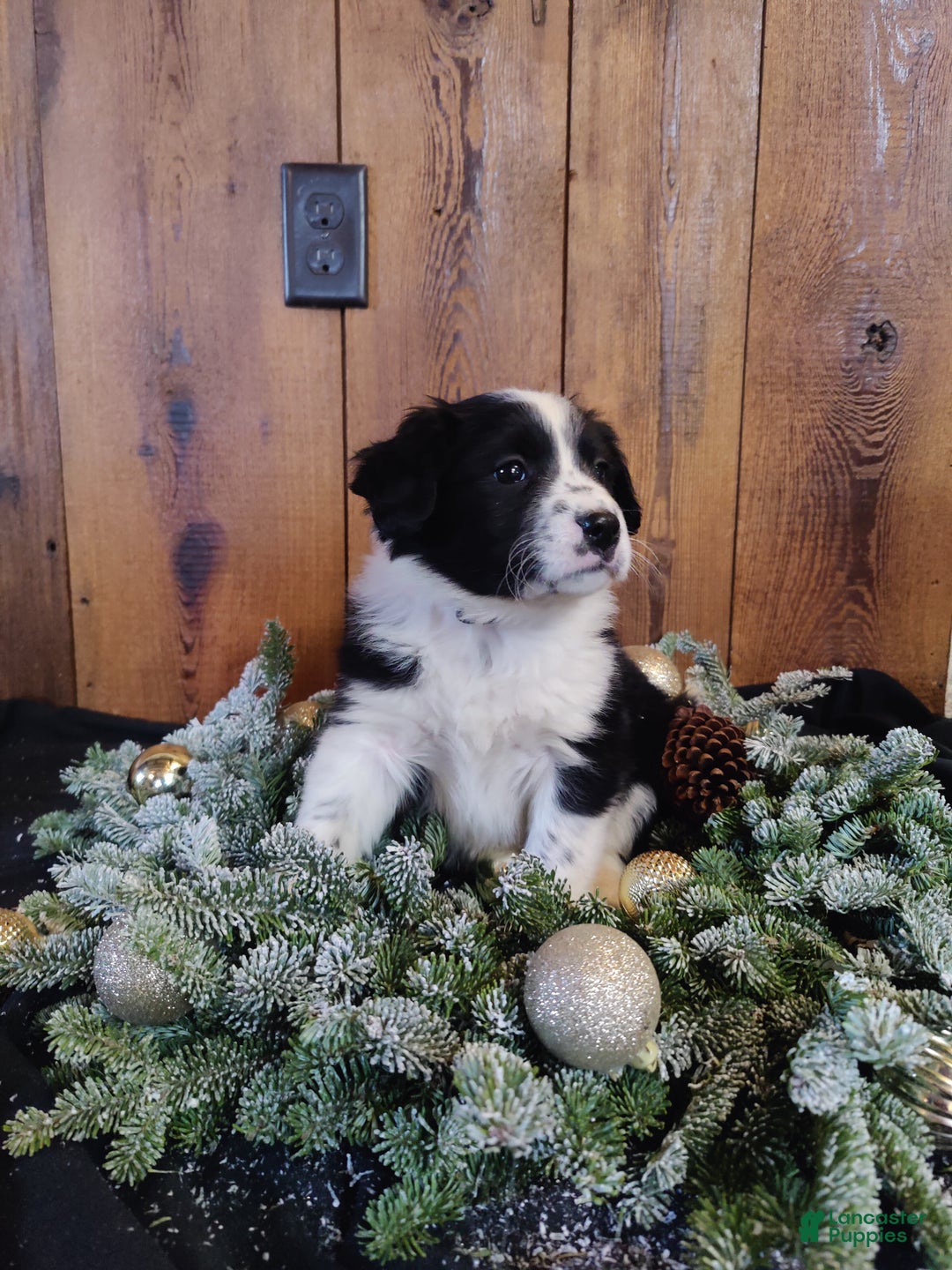 Mixed Breed dogs for sale: Lincoln - Ad 2