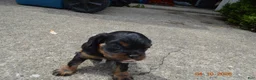 Cavalier King Charles Spaniel dogs for sale: Cavalier King Charles Spaniel Puppy 1 - HUEY - Ad 4