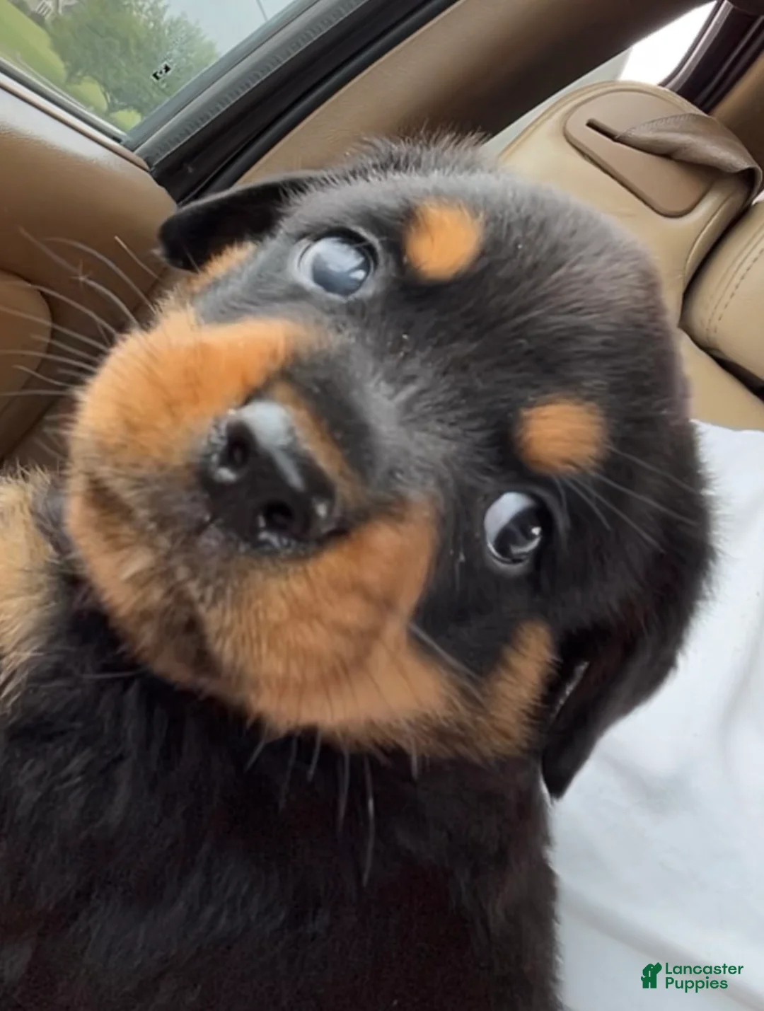 Rottweiler dogs for sale: Rottweiler 1 - Ad 1