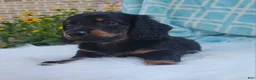 Miniature Dachshund dogs for sale: Vander - Ad 14