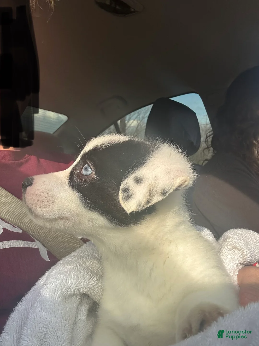 American Corgi dogs for sale: Dottie - Ad 2