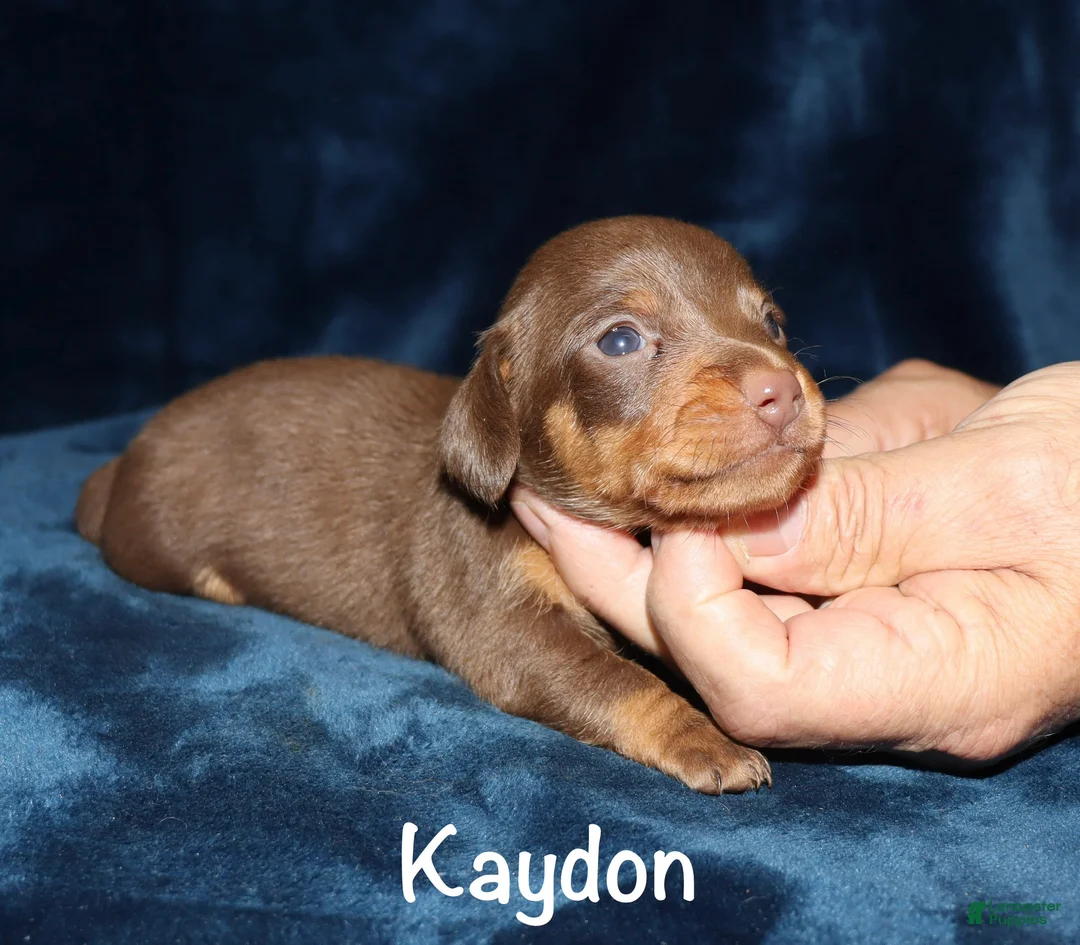 Miniature Dachshund dogs for sale:  Kaydon - Ad 2