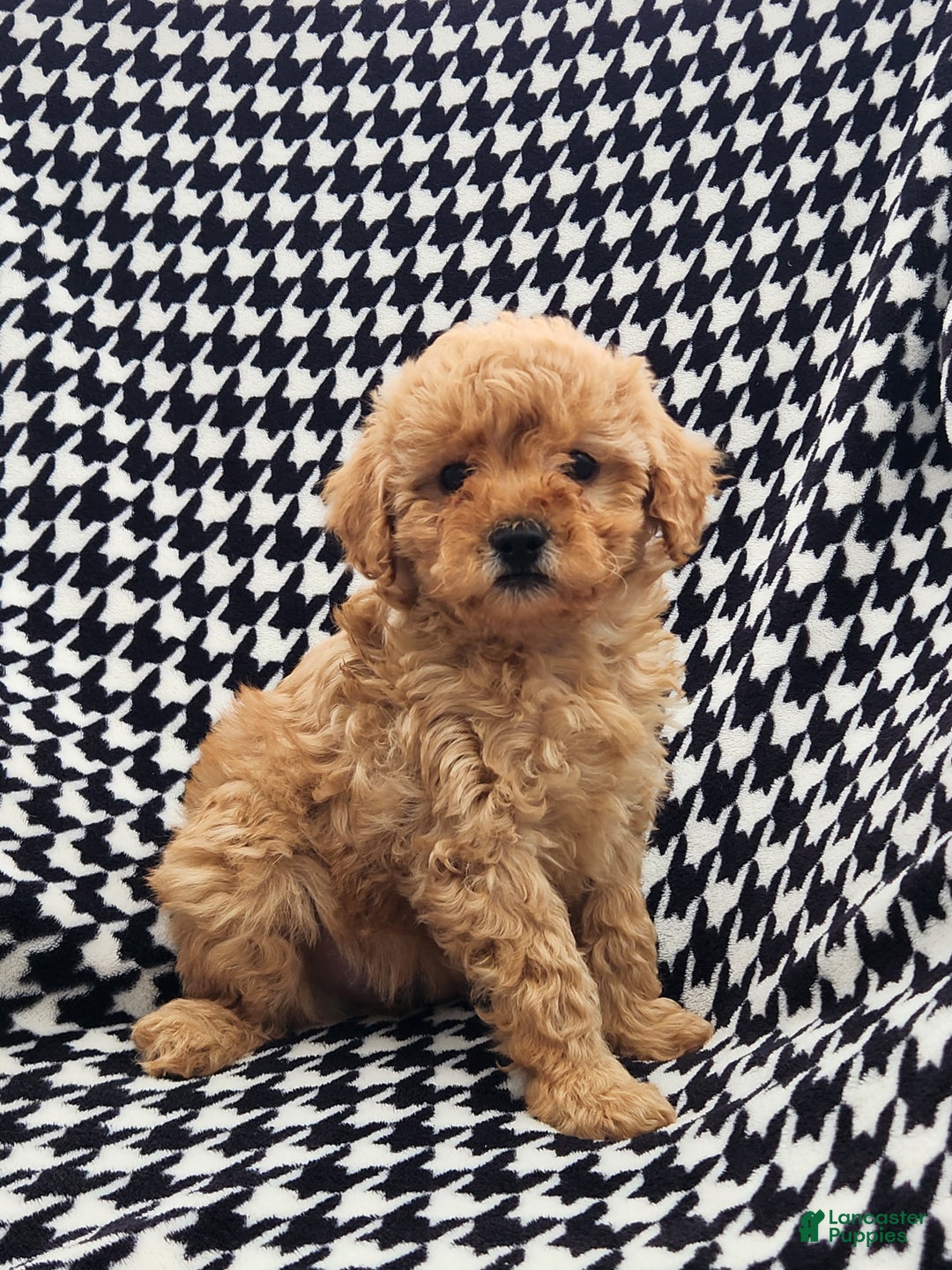 Mini Goldendoodle dogs for sale: Tonya  - Ad 1