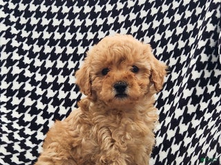 Mini Goldendoodle dogs Tonya - Ad 22