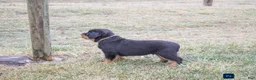 Rottweiler dogs for sale: Forest - Ad 5
