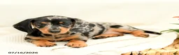 Miniature Dachshund dogs for sale: Gypsy  - Ad 5