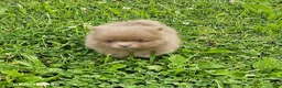 Pomeranian dogs for sale: Teddy - Ad 10