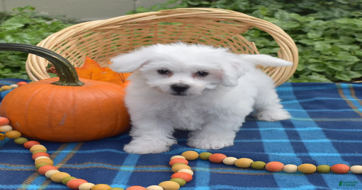 Bichon Frise Puppies for sale in Fairfax, Virginia | Lancaster Puppies