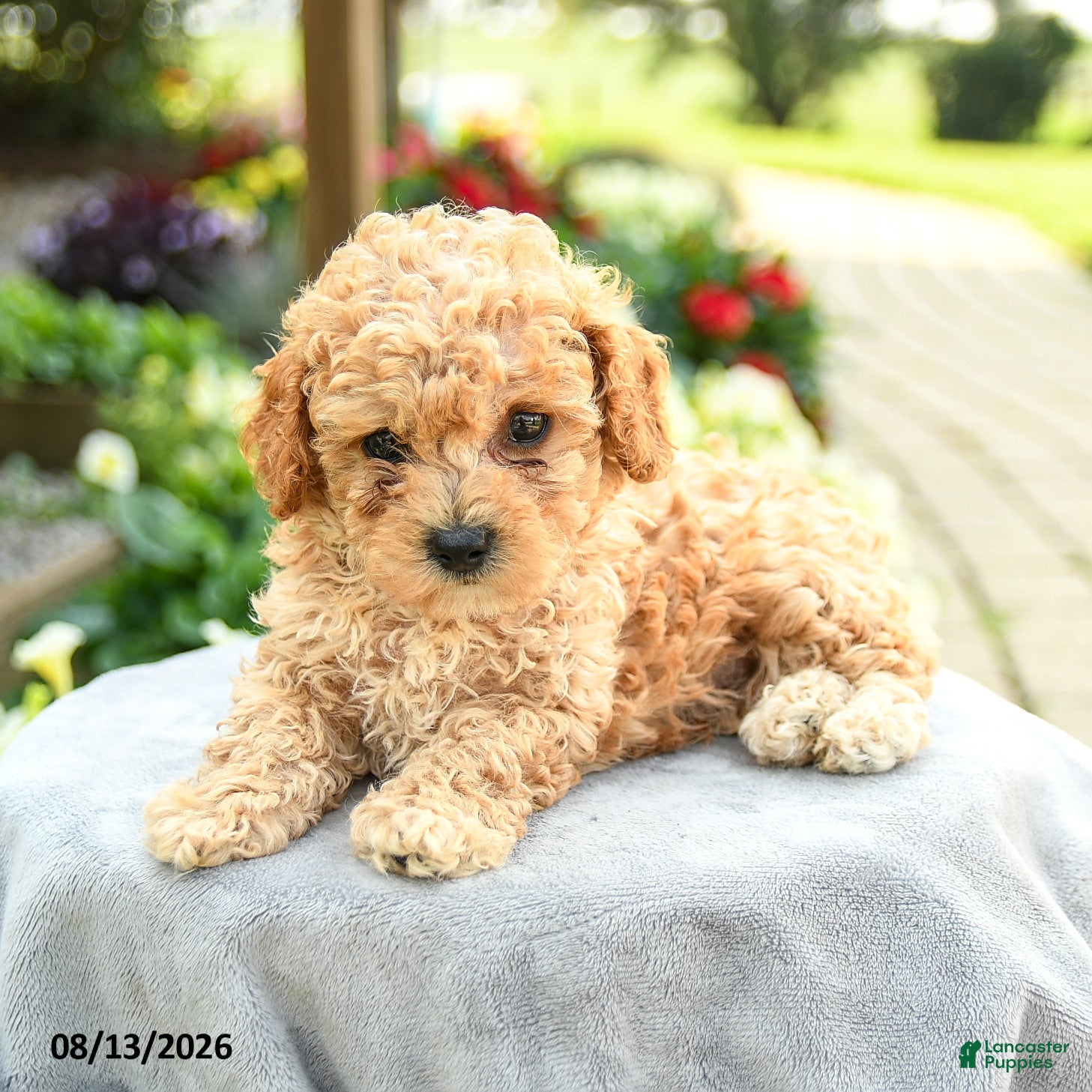 Toy Poodle dogs Alex - Ad 2