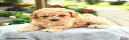 Toy Poodle dogs for sale: Alex - Ad 2