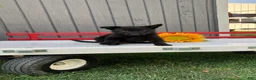German Shepherd dogs for sale: Lollipop - Ad 2
