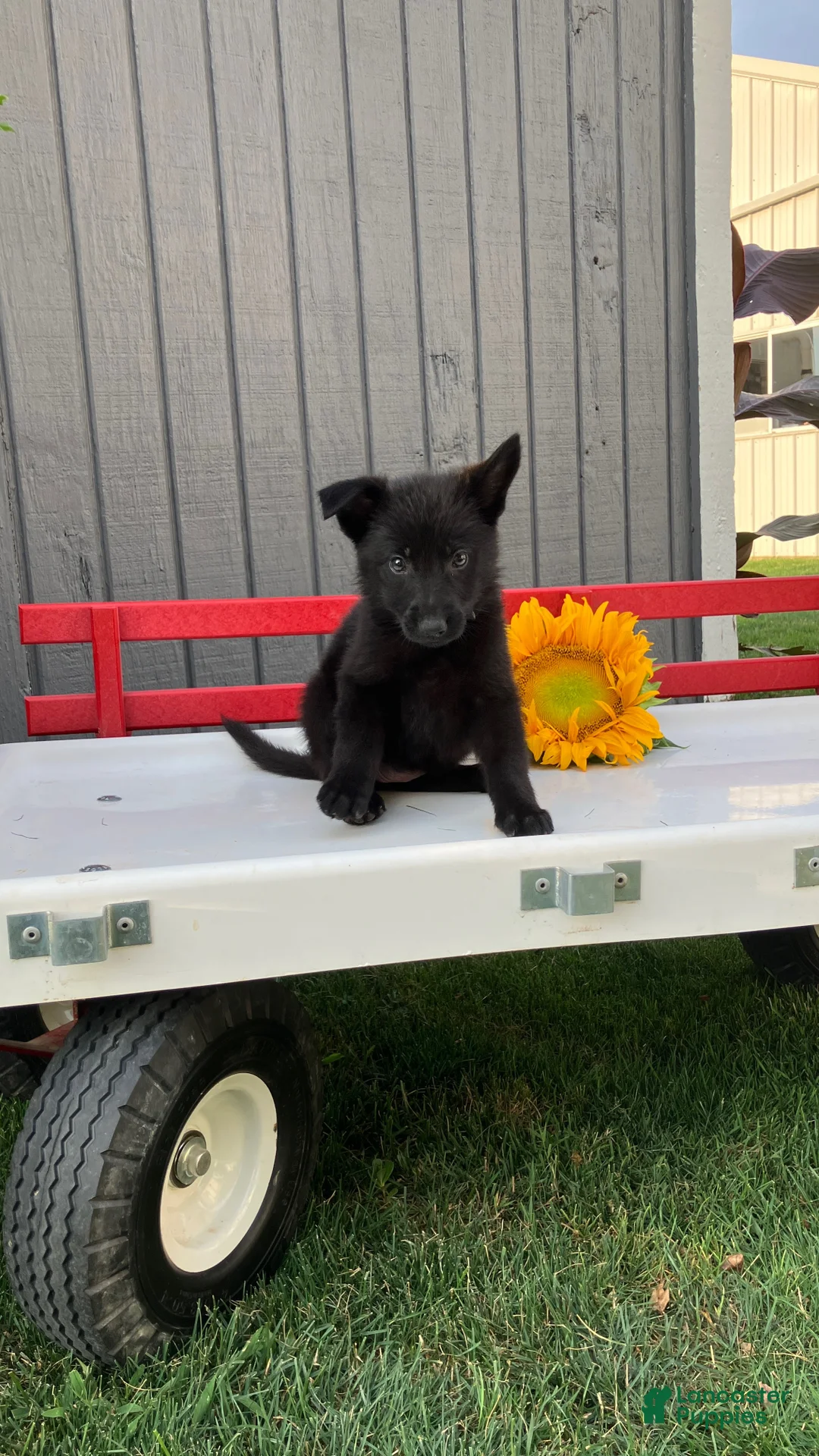 German Shepherd dogs for sale: Lollipop - Ad 2