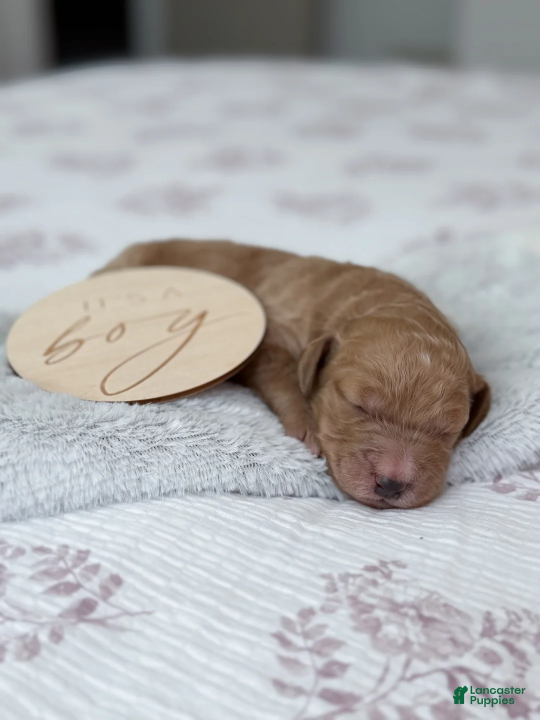 Goldendoodle dogs for sale: Raleigh - Ad 2